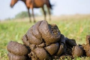 تفسير فضلات الحيوانات في المنام ومخلفات الطيور في الحلم