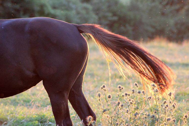 تفسير ذيل الحصان في الحلم   رؤيا ذيل الفرس في المنام