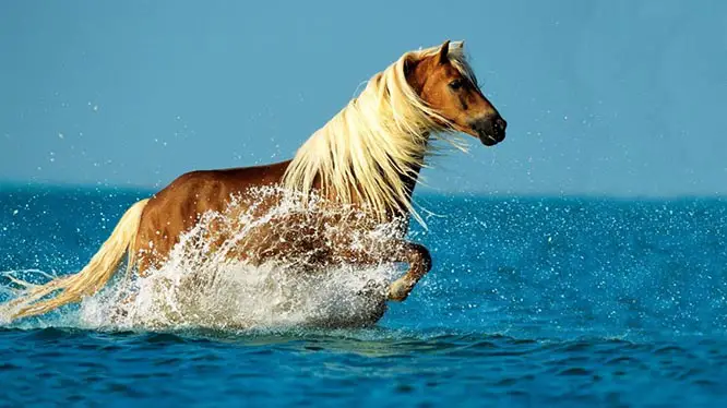 تفسير الفرس المائي في الحلم و رؤية حصان بالماء في المنام