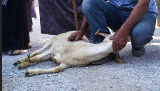 تفسير ذبح الكبش في الحلم ذبح الخروف والماعز في المنام