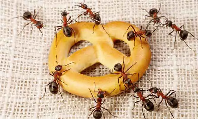تفسير حلم النمل في الطعام في المنام لابن سيرين