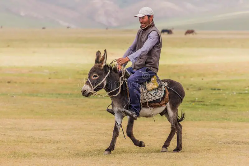 تفسير حلم ركوب الحمار في المنام لابن سيرين