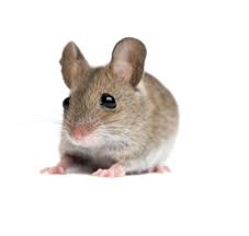 تفسير الفأر الصغير في الحلم و الفار الكبير في المنام