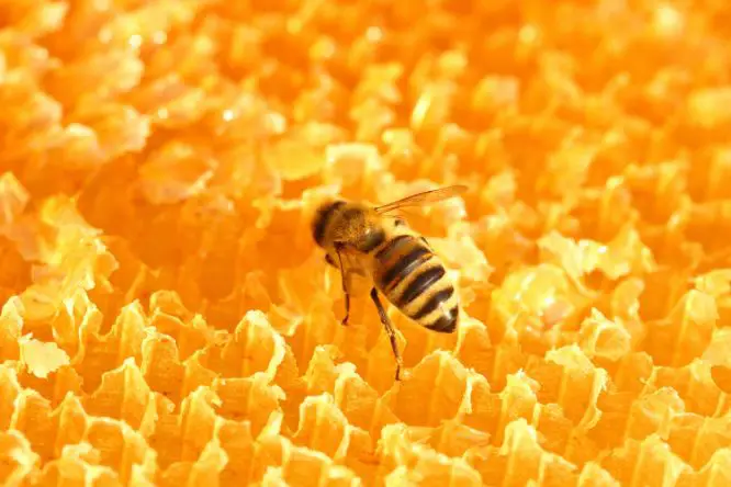 تفسير حلم النحل لابن سيرين رؤيا لدغة النحل او قتل النحل