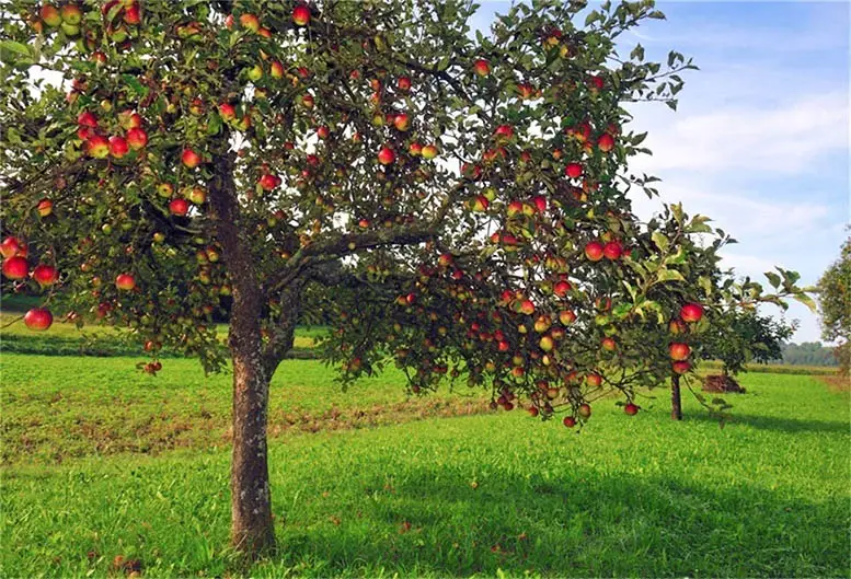 تفسير حلم شجرة التفاح في المنام لابن سيرين