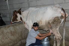 تفسير حلم حلب البقرة اخراج الحليب من البقر في المنام