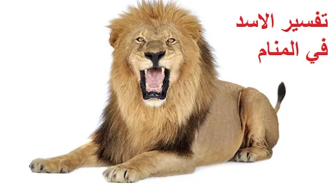 تفسير حلم الأسد في المنام لابن سيرين والامام الصادق والنابلسي وفهد العصيمي