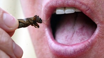 تفسير دخول الحشرات الى الفم في المنام حلمت حشره دخلت فمي