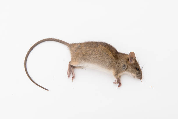 تفسير الفأر الميت في الحلم رؤية الفئران الميته في المنام