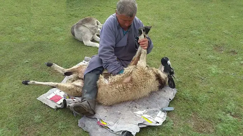 تفسير ذبح الخروف في الحلم ورؤية خروف مذبوح في المنام