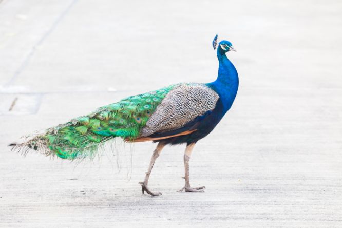 تفسير الطاووس في المنام طاووس ملون في الحلم