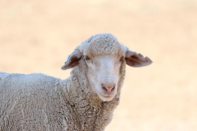 تفسير حلم الخروف والكبش والماعز والغنم في المنام