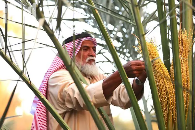 تفسير حلم طلع النخل في المنام لابن سيرين