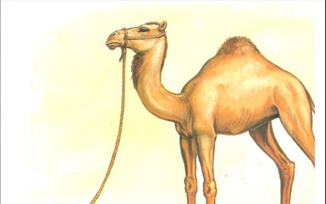 تفسير البعير في الحلم ورؤية البعير في المنام