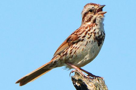 تفسير حلم صوت العصفور في المنام لابن سيرين