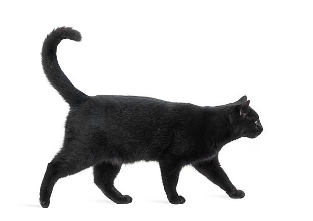 تفسير حلم القطه السوداء في المنام لابن سيرين