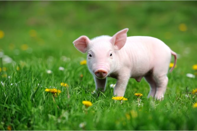 تفسير الخنزير في المنام و لحم خنزير في الحلم