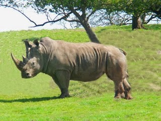 تفسير وحيد القرن في الحلم رؤية الكركدن في المنام