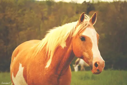 تفسير حلم الحصان لابن سيرين رؤيا ركوب الحصان في المنام