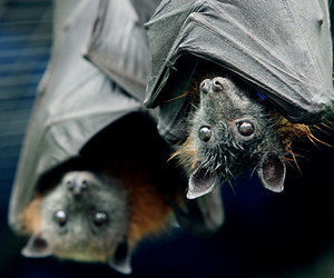 تفسير الخفاش في الحلم رؤية الخفافيش في المنام