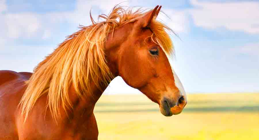 تفسير حلم الحصان البني في المنام لابن سيرين