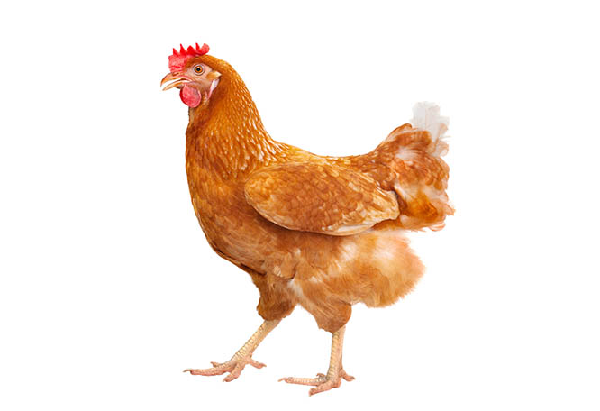 تفسير حلم الدجاج في المنام لابن سيرين