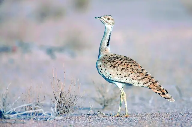 تفسير حلم الحبارى في المنام لابن سيرين