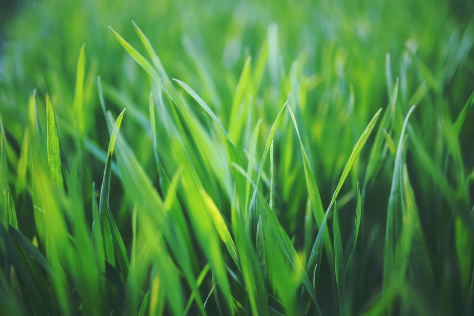 تفسير حلم العشب الاخضر في المنام لابن سيرين