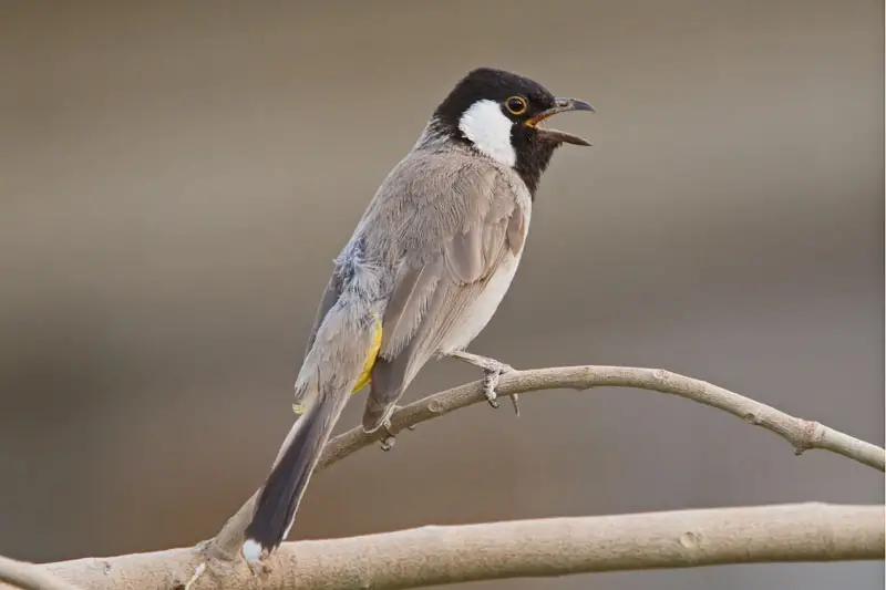 تفسير حلم صوت البلبل في المنام لابن سيرين