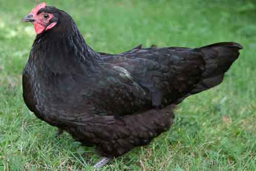 تفسير حلم الدجاجه السوداء في المنام لابن سيرين